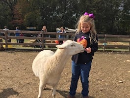 farm animals