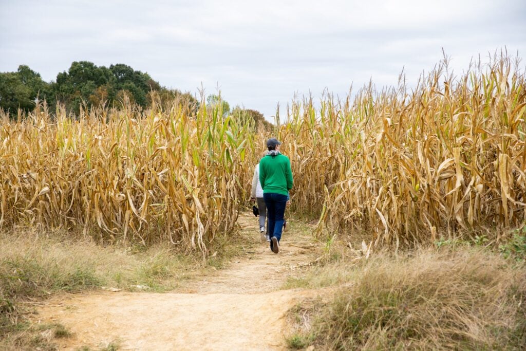 corn maze