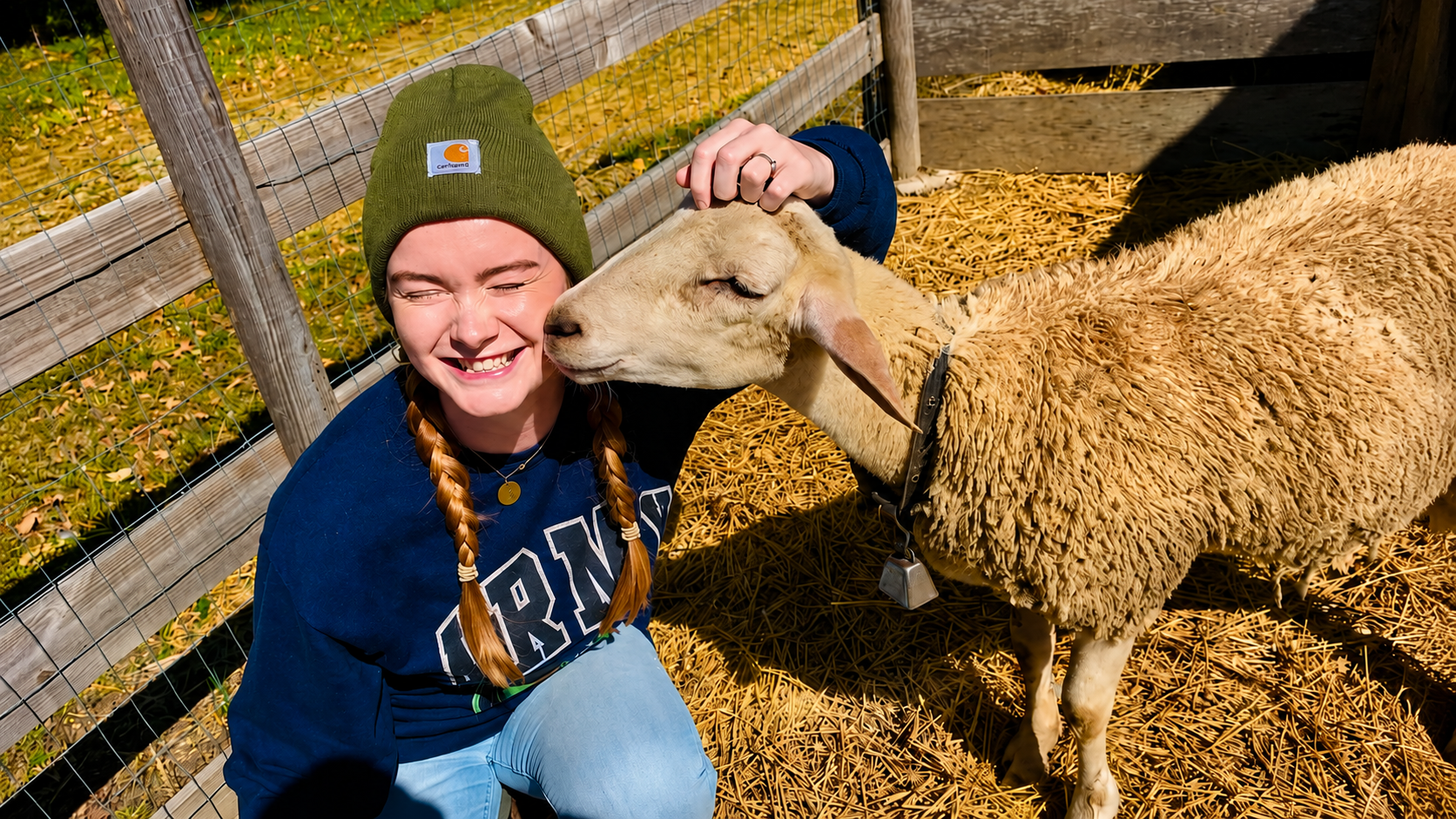 A visitor meeting a sheep in the shaded Animal Corral at Shuckle's