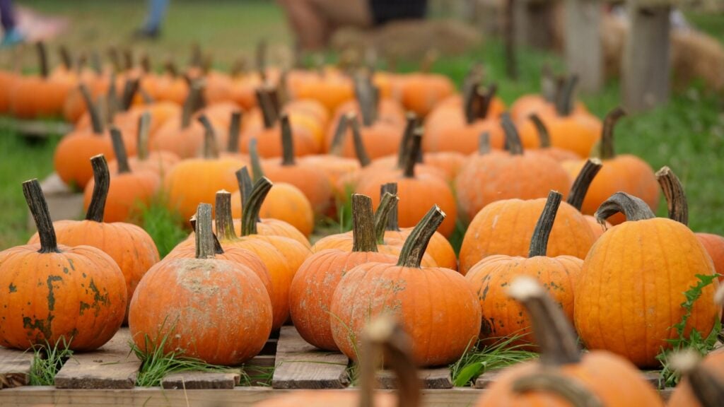 pumpkin patch