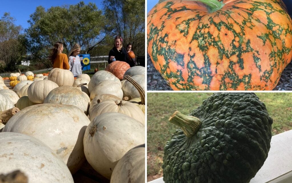 shuckles-pumpkins-of-all-sorts.jpg